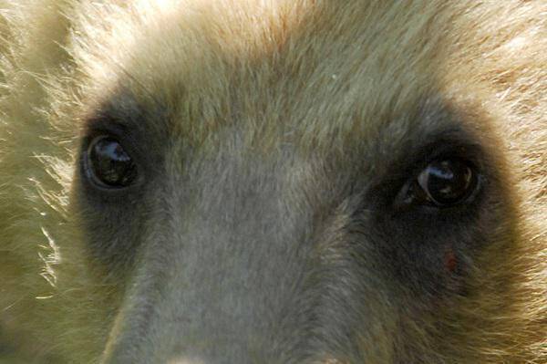 Φλώρινα: Κάτοικοι του Βαρικού απεγκλώβισαν αρκουδάκι (vid)