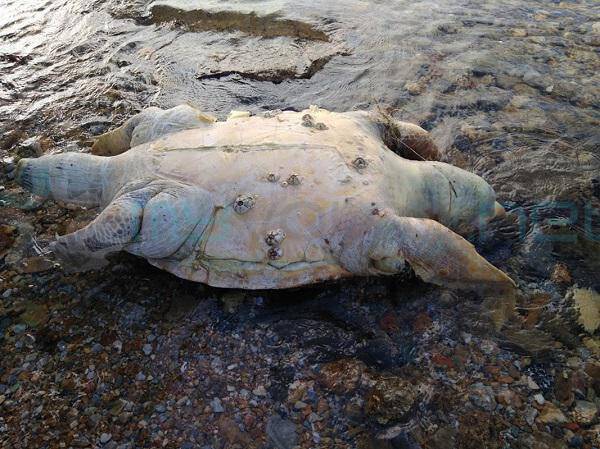 Μεγάλη θαλάσσια χελώνα σε αποσύνθεση στην Αγριά Βόλου