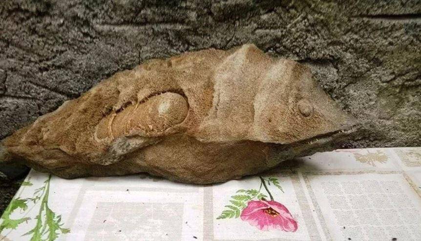 Λέσβος: «Άρωμα» Jurassic Park με απολιθώματα μεγάλων θηλαστικών  2 εκατ. ετών