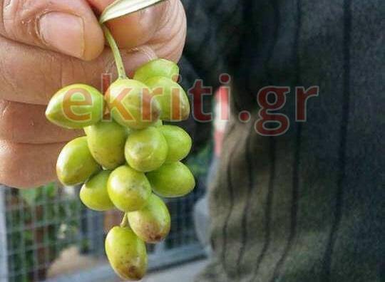 Κρήτη: Αγρότης παράγει ελιές σε τσαμπί, σαν σταφύλι (pic)