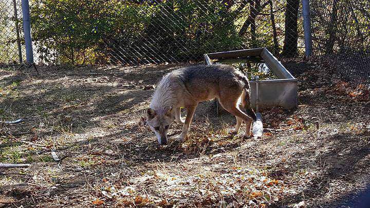 Δύο αδέρφια λύκους από τη Σερβία υιοθέτησε ο «Αρκτούρος»