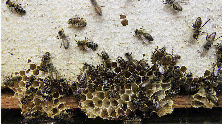 Καλύτερο φυσικό τρόφιμο το μέλι της «Μελισσοκομίας Αμφίπολης»