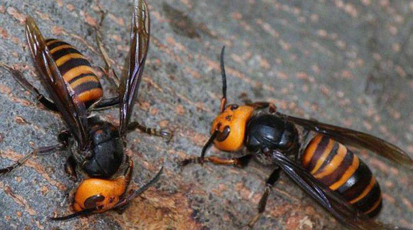 Νεκρός από τσίμπημα σφήκας – Τραγικός θάνατος στα Τρίκαλα