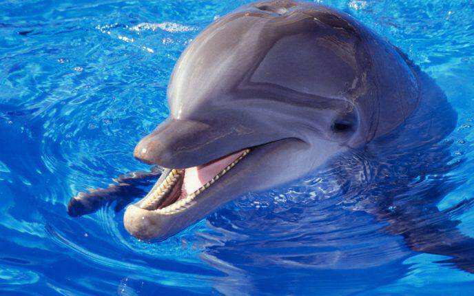 Κορινθία: Όμορφες εικόνες με δελφίνια (vid)