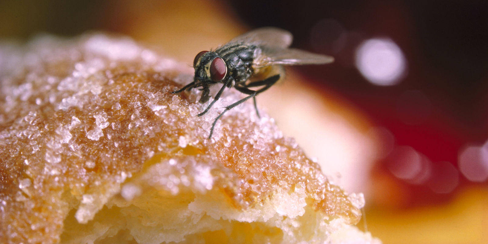 Τι θα πάθεις αν αφήσεις μία… μύγα στο φαγητό σου
