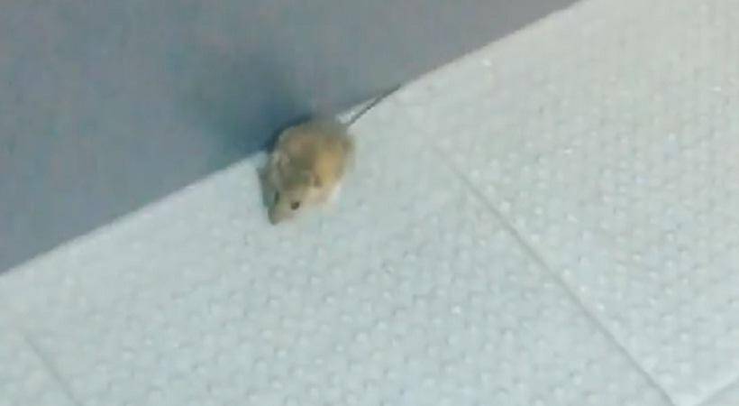 Ποντικός τρύπωσε στα αποδυτήρια του Παναθηναϊκού στην Ισπανία [pics]