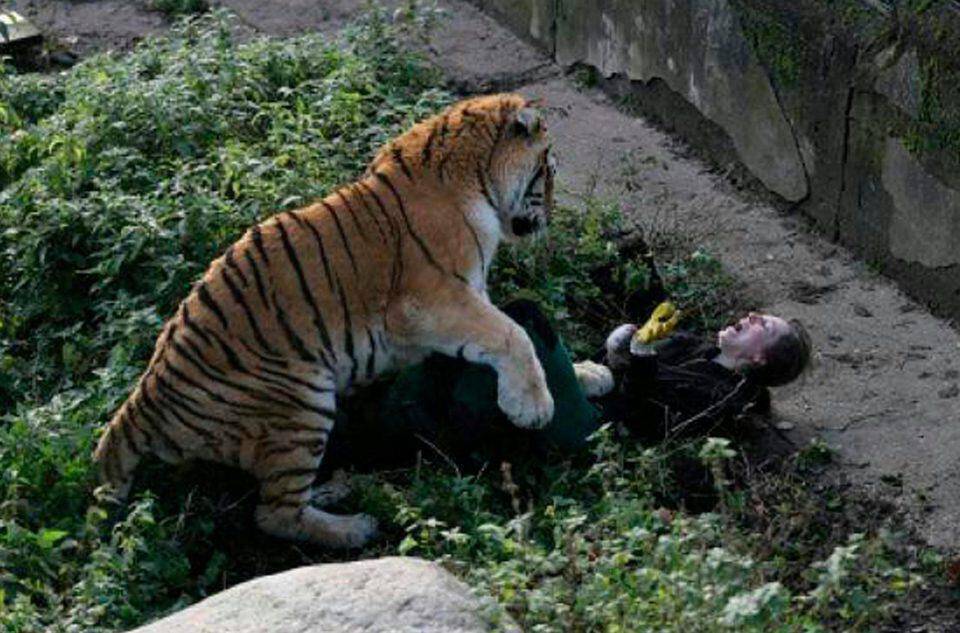 Τίγρης επιτέθηκε σε υπάλληλο ζωολογικού κήπου (pics)