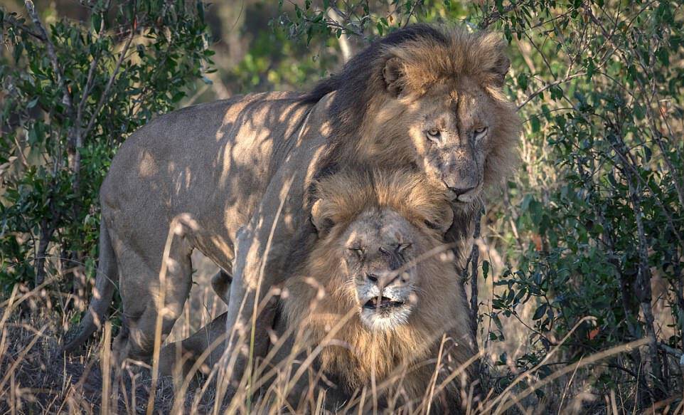 Ν. Αφρική: Λιοντάρια κατασπάραξαν λαθροθήρες ρινόκερων σε πάρκο σαφάρι