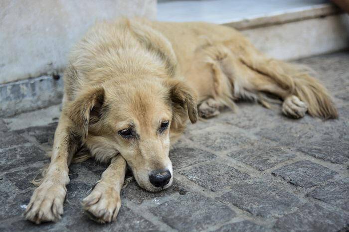 Ζάκυνθος: Συνελήφθη κυνηγός που πυροβόλησε αδέσποτο σκύλο
