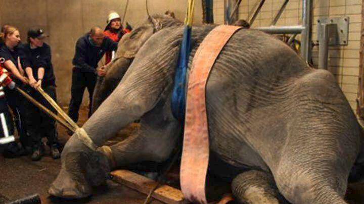 Ξανά στα πόδια της η ελεφαντίνα που είχε σφηνώσει σε μεταλλικές ράβδους