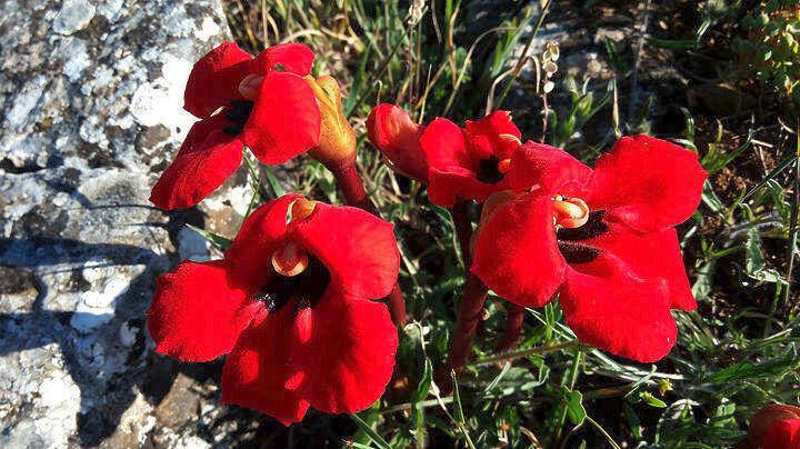 Το μοναδικό κόκκινο λουλουδένιο «χαλάκι» της Πρέσπας