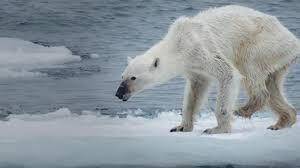 Η κλιματική αλλαγή “σκοτώνει” τις πολικές αρκούδες