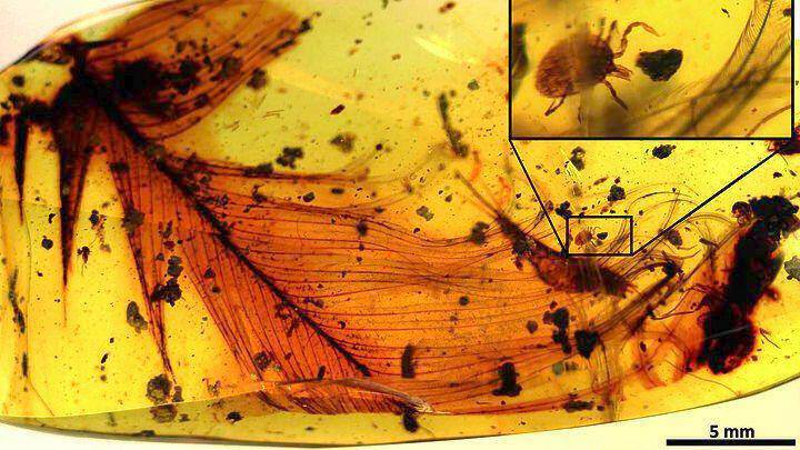 Ανακαλύφθηκαν τα πρώτα τσιμπούρια πάνω σε δεινοσαύρους