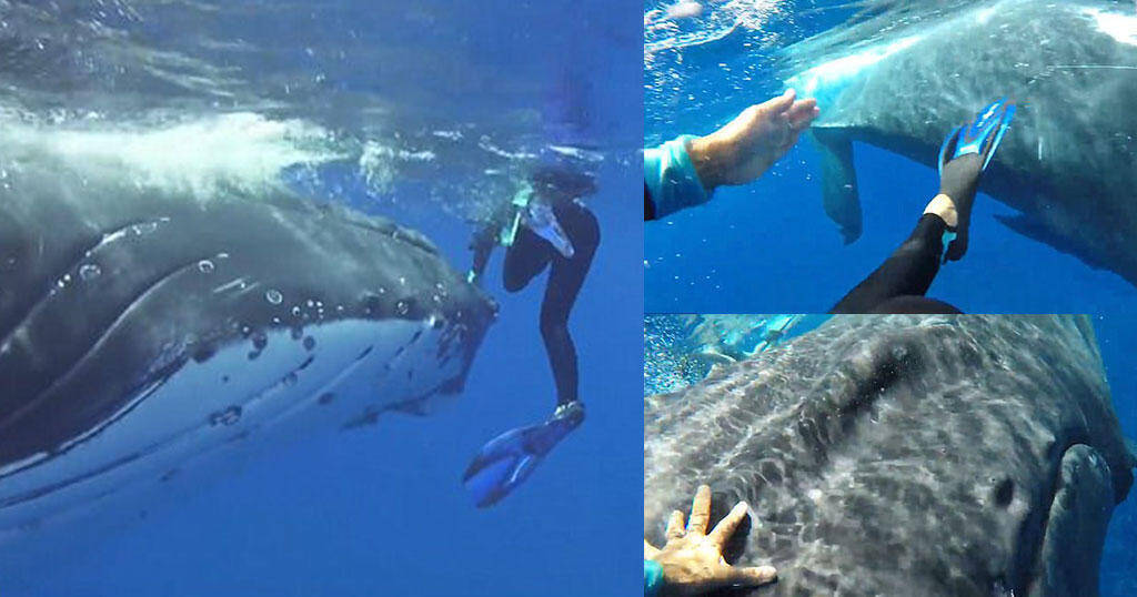 Το παιχνίδι με τη φάλαινα και η προστασία από τον καρχαρία