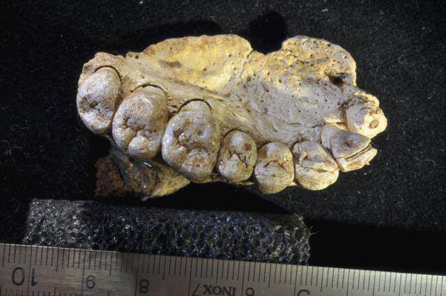 Γνάθος με δόντια ανατρέπει όσα πιστεύαμε για τον Homo Sapiens!