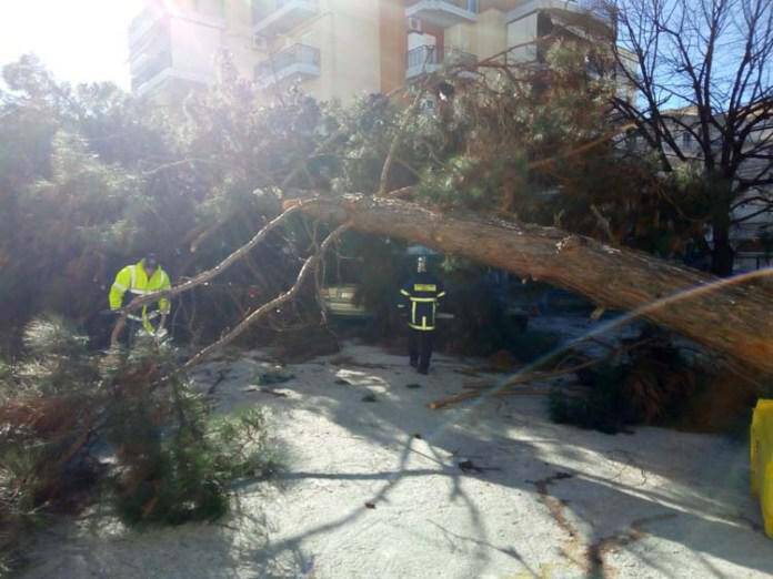 Λάρισα: Τεράστιο δέντρο έπεσε σε αυτοκίνητα στο πάρκινγκ του νοσοκομείου (pics&vid)