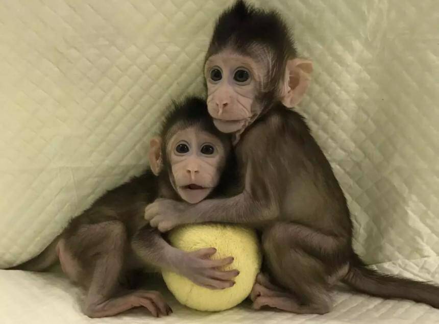 Δέος και αντιδράσεις για την πρώτη κλωνοποίηση μαϊμούδων – Παίρνει σειρά ο άνθρωπος; (pics&vid)