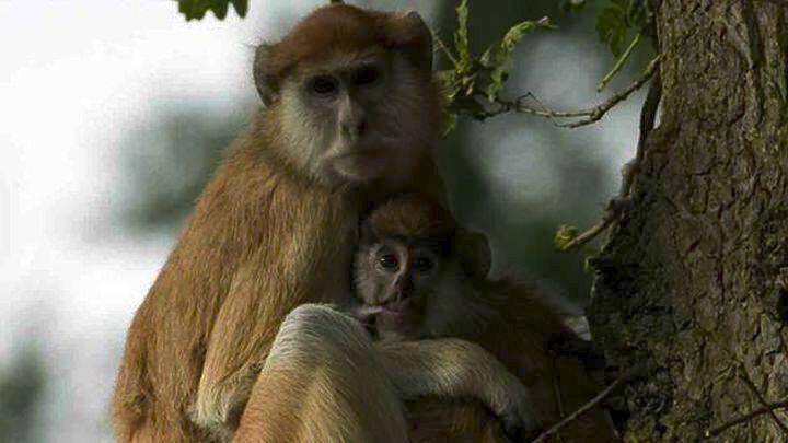 Δεκατρείς μαϊμούδες νεκρές από πυρκαγιά σε πάρκο σαφάρι