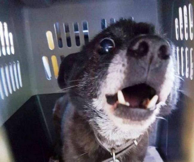 Χανιά: Δεν πήγαινε στο γηροκομείο για να μην αφήσει το σκυλί που ζούσαν μαζί 22 χρόνια (vid)