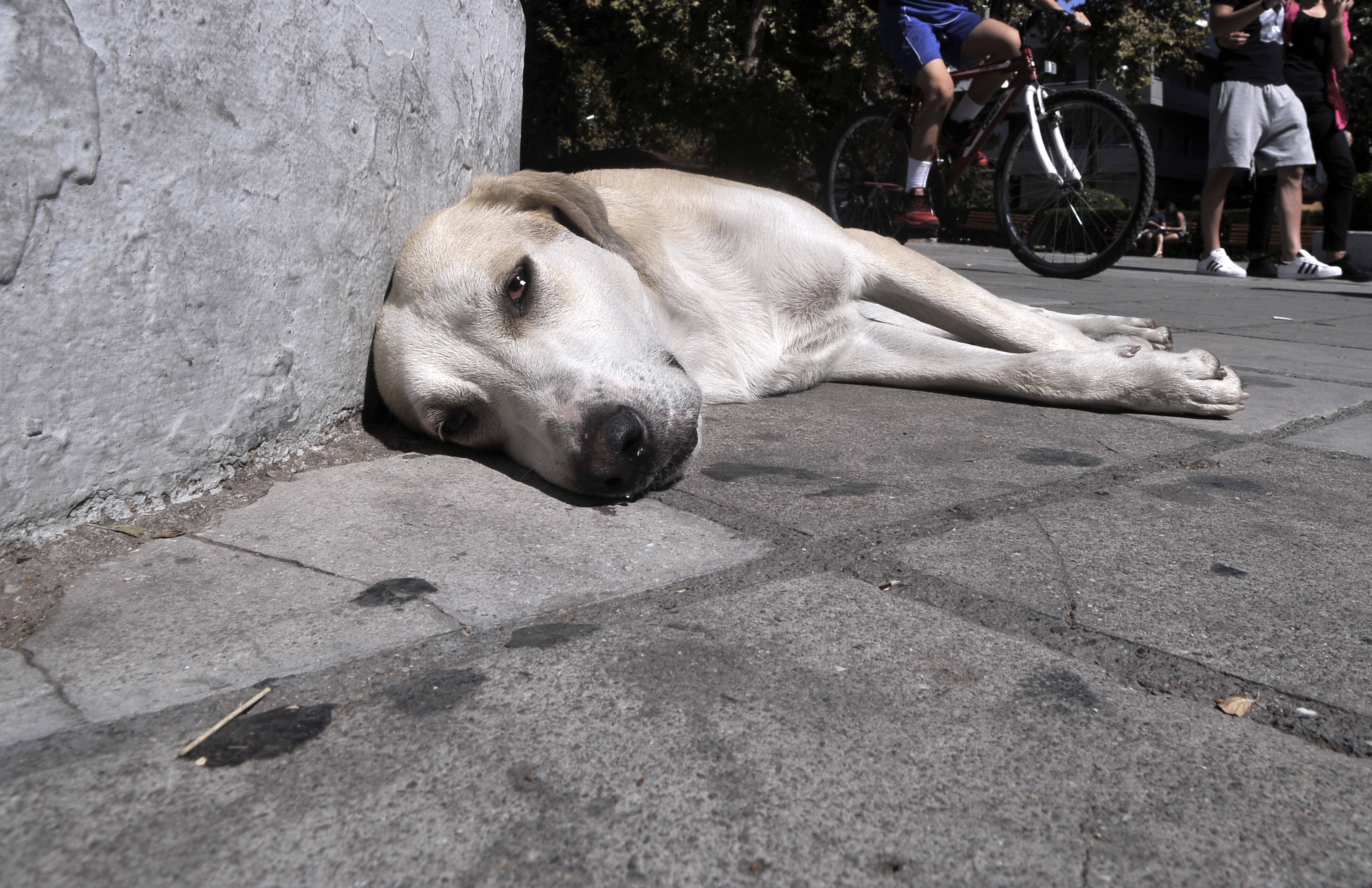 Θεσσαλονίκη: Συνελήφθη 50χρονος που επιτέθηκε με αιχμηρό αντικείμενο σε αδέσποτα σκυλιά