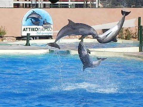 Αττικό Ζωολογικό Πάρκο: Αναληθείς οι καταγγελίες για την παράσταση των δελφινιών