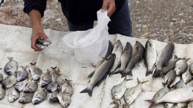 Δεσμεύτηκαν 384 κιλά ψάρια στο λιμάνι του Πειραιά