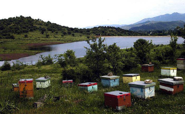 Ρόδος: Έκλεψαν κυψέλες με μέλισσες και μέλι