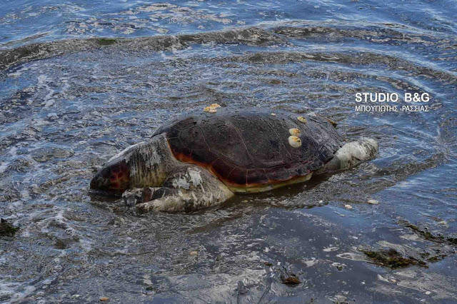 Αργολίδα: Νεκρή θαλάσσια χελώνα με χτυπήματα στο κεφάλι και το καβούκι (pics&vid)