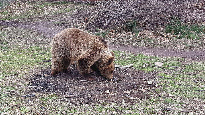 Λήψη μέτρων για την αρκούδα και το μικρό της που εντοπίστηκαν έξω από την Κοζάνη