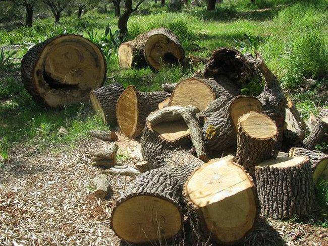 Πρέβεζα: Νεκρός 62χρονος που καταπλακώθηκε από δέντρο