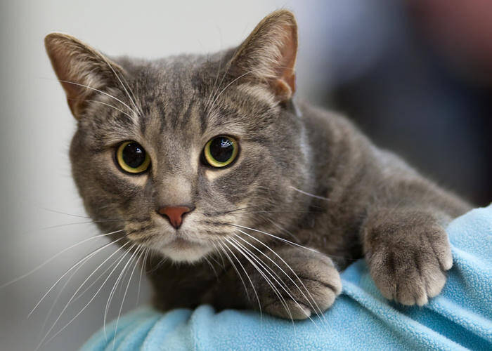 Καρδίτσα: Παγίδευσε γάτα σε κλουβί και τη χτύπησε με ψαροντούφεκο