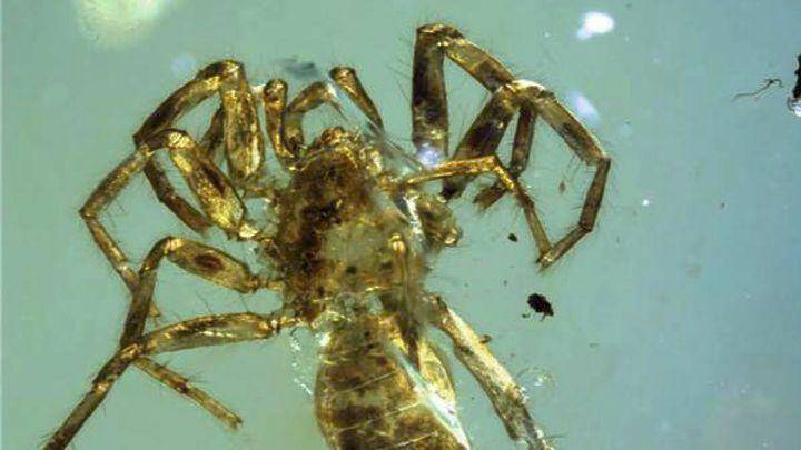 Εντοπίσθηκε αράχνη με ουρά ηλικίας 100 εκατ. ετών!