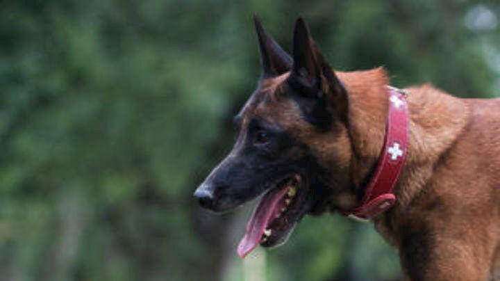 Μυτιλήνη: Πρόστιμο 500 ευρώ σε καταστηματάρχη επειδή ο σκύλος του γάβγιζε και ενοχλούσε (pic)