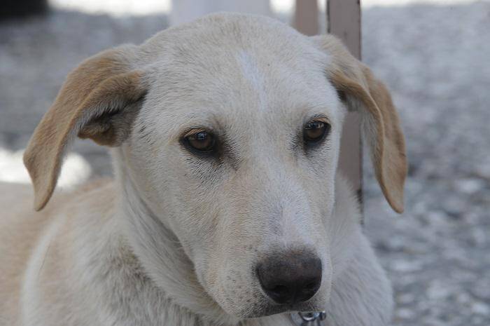 Βόλος: Φιλοξένησε σκύλο και βρέθηκε στα δικαστήρια