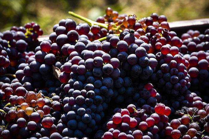 Μειωμένη κατά 10,5% η παραγωγή κρασιού στην Ελλάδα το 2018