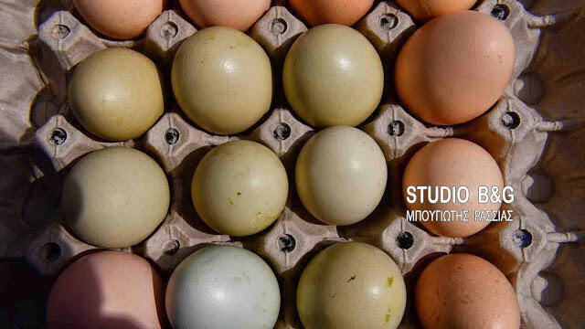 Kότες στο Ναύπλιο γεννούν πράσινα αυγά (pics&vid)