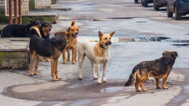 Χαλκιδική: Αδέσποτα σκυλιά επιτέθηκαν σε 11χρονο