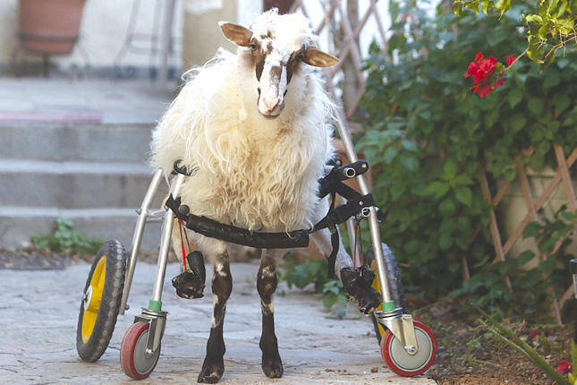 Ανάπηρο αρνάκι ζει σε διαμέρισμα στο Ηράκλειο – Ψάχνουν τρόπο για να μεταφερθεί σε φάρμα της Αγγλίας (pics)