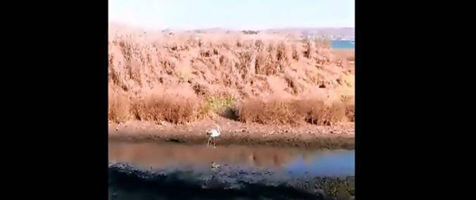 Λήμνος: Νεαρό φλαμίνγκο κάνει βόλτες στην παραλία των Λύχνων (vid)