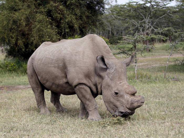 Κένυα: Πέθανε ο τελευταίος αρσενικός λευκός ρινόκερος του Βορρά