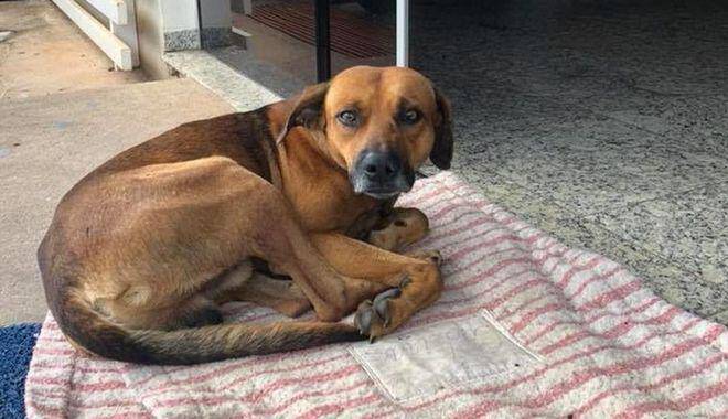 Σκύλος 4 μήνες περιμένει το αφεντικό που πέθανε
