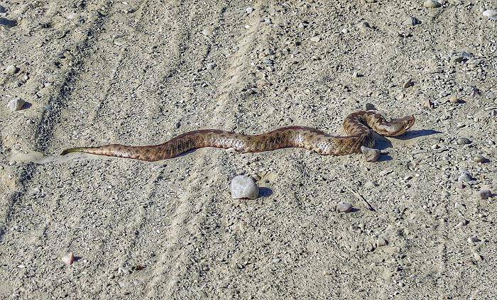 Σκότωσε φίδι στην αυλή του στο Αγρίνιο και πέθανε από ανακοπή
