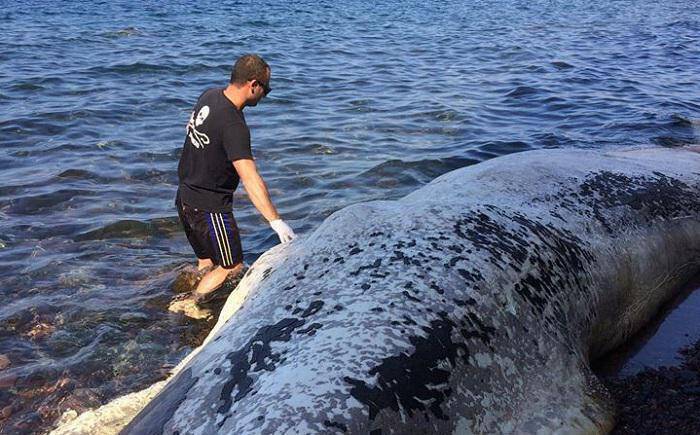 Νεκρή φάλαινα ξεβράστηκε στις ακτές της Σαντορίνης (pics&vid)