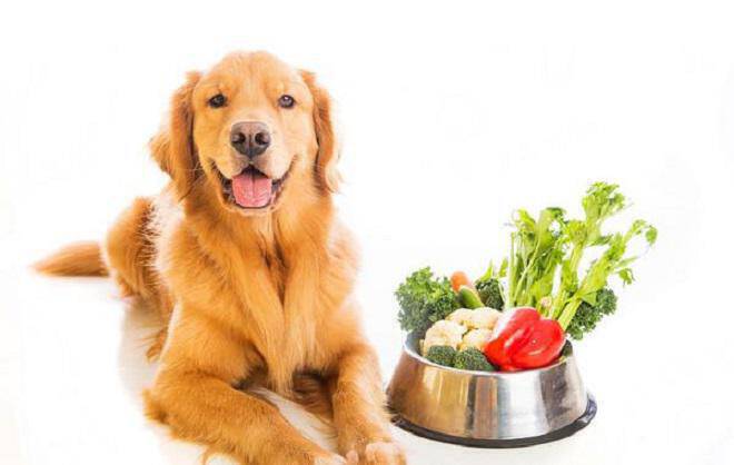 Δέκα “ανθρώπινες” τροφές που μπορεί να φάει ο σκύλος σας