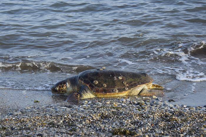 Δύο θαλάσσιες χελώνες νεκρές στη Ροδόπη και στη Λάρισα