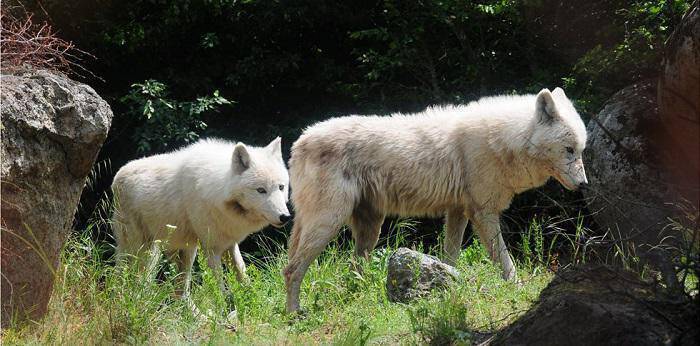 Αγέλη με έξι λύκους στο καταφύγιο του «Αρκτούρου» (pic&vid)