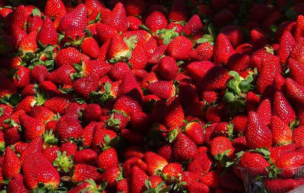 “Φονικές” φράουλες τρομοκρατούν τους πολίτες – Γεμάτες με βελόνες και καρφίτσες