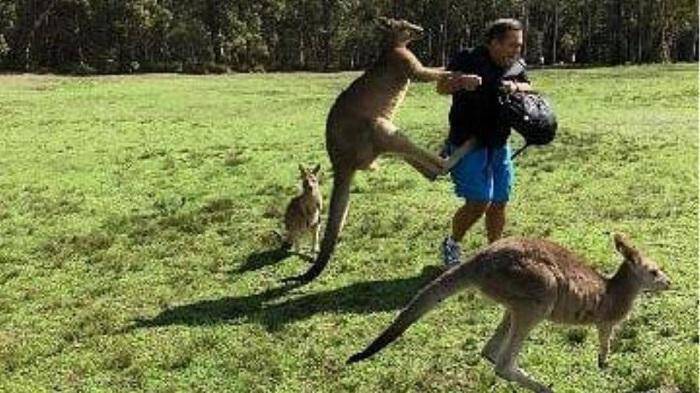 Αυστραλία: Καγκουρό επιτέθηκε σε τουρίστες που το τάιζαν