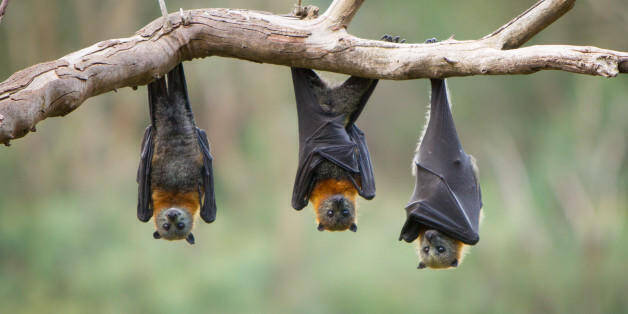 Συναγερμός! Ανακαλύφθηκαν έξι νέοι κορονοϊοί σε νυχτερίδες!
