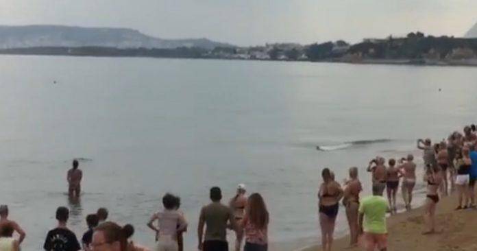 Χανιά: Εμφανίστηκε δελφίνι σε παραλία (vid)